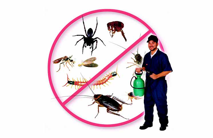 Dịch vụ diệt côn trùng tại Vinh